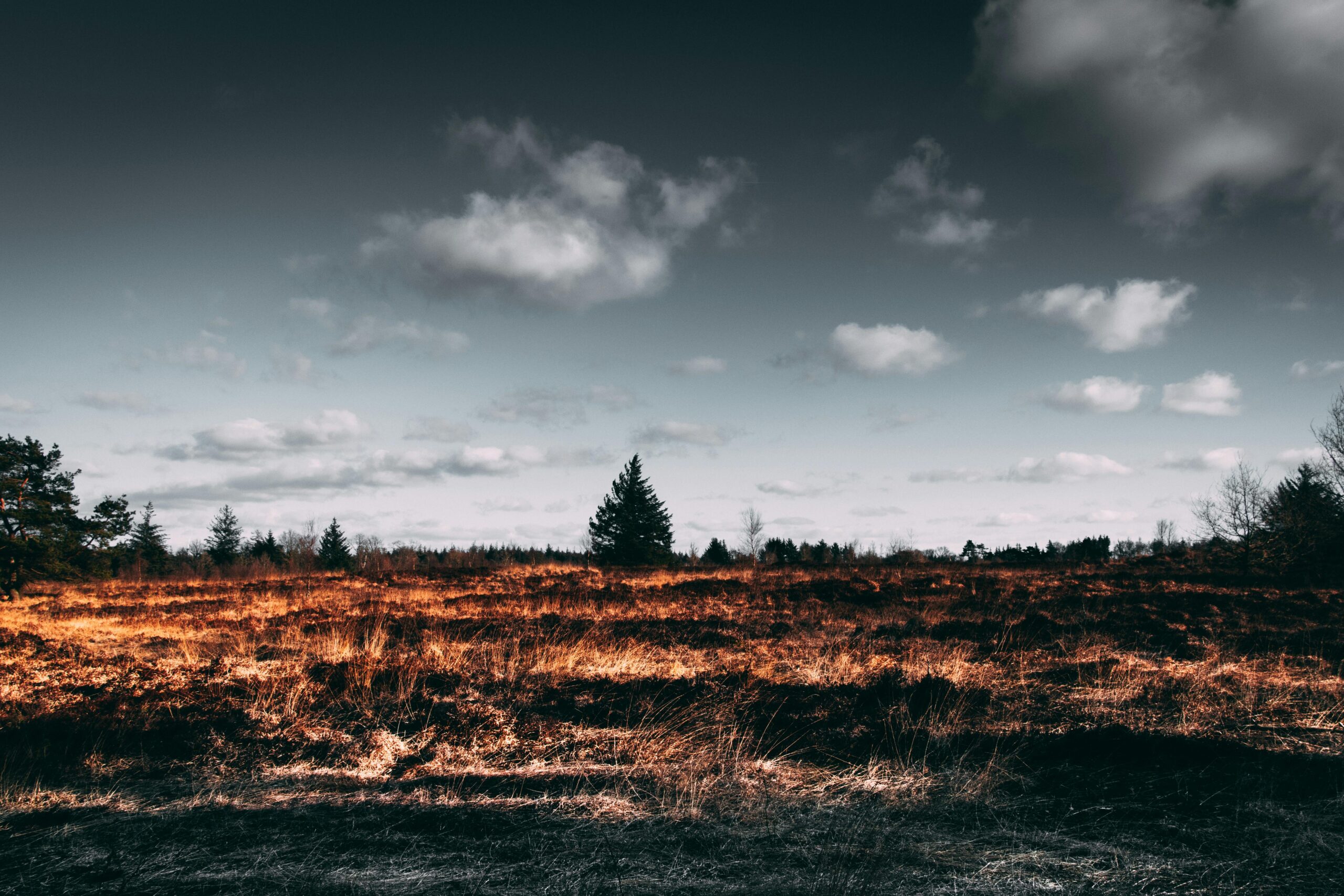 La Déforestation : Une Plaie Ouverte sur Notre Planète